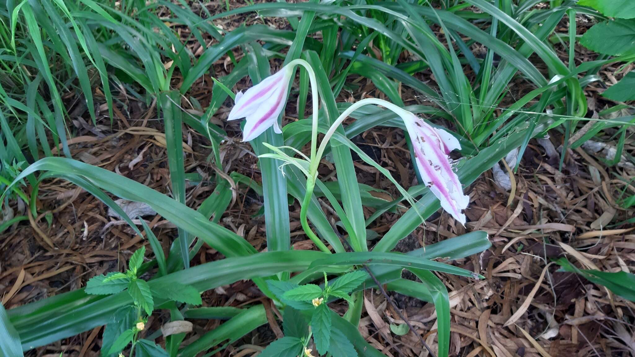 Crinum ornatum (Aiton) Herb. resmi