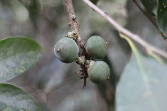 Imagem de Lithocarpus litseifolius (Hance) Chun