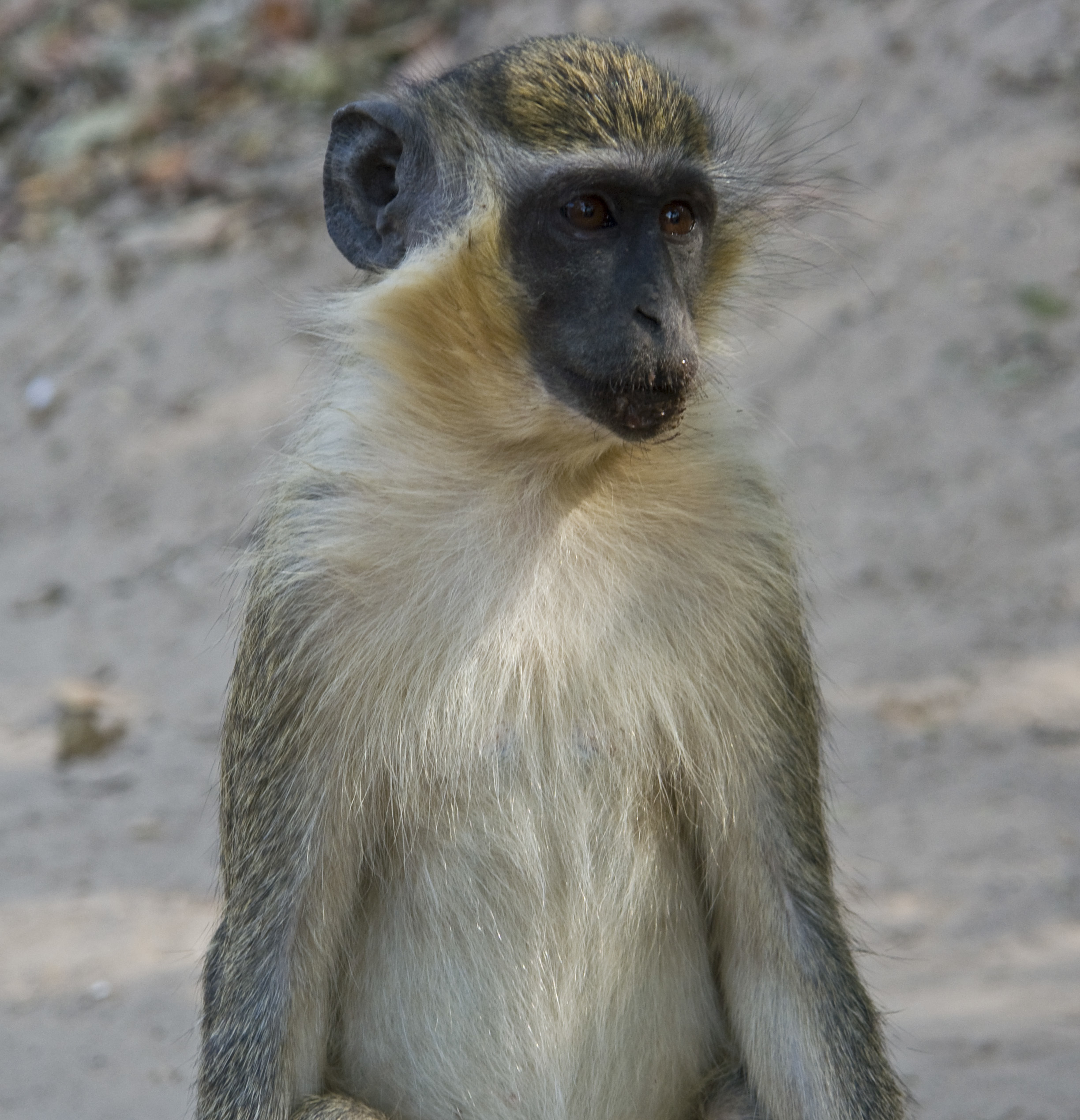 Image of Green Monkey