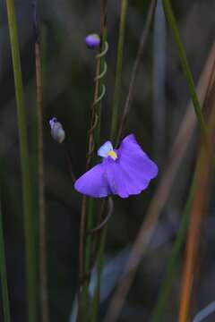 Image de Utricularia volubilis R. Br.