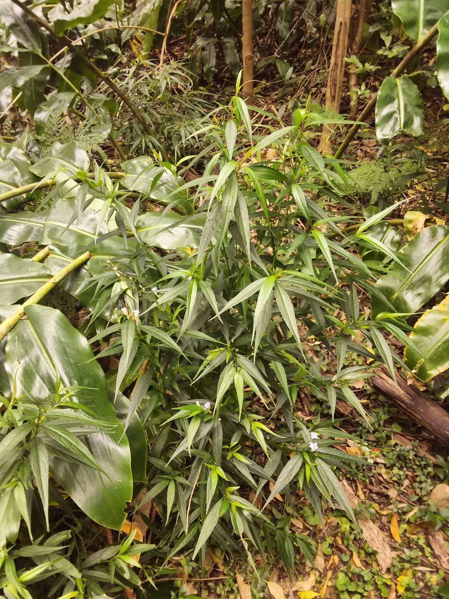 صورة Strobilanthes persicifolia (Lindl.) J. R. I. Wood