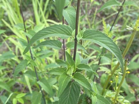 Image of Monarda austroappalachiana Floden