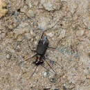 Cylindera (Ifasina) spinolae (Gestro 1889) resmi