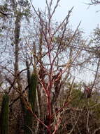 Image of Tillandsia huamelulaensis Ehlers