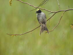 Image of Tyrannus savana monachus Hartlaub 1844