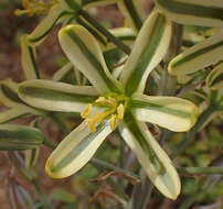 صورة Albuca secunda (Jacq.) J. C. Manning & Goldblatt