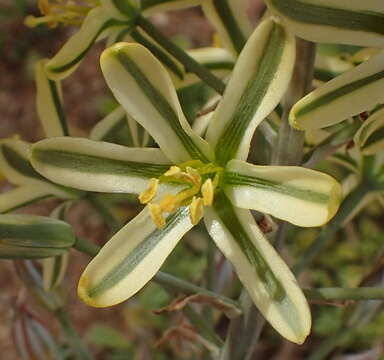 Image of Albuca secunda (Jacq.) J. C. Manning & Goldblatt