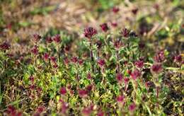 Image of broadleaf glandweed