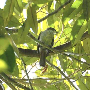 Iole viridescens cinnamomeoventris Baker & Ecs 1917的圖片