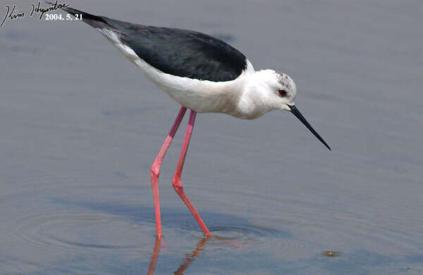 Image of Black-winged Stilt