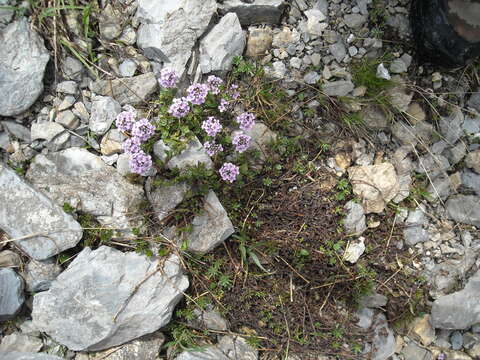 Imagem de Noccaea rotundifolia (L.) Moench