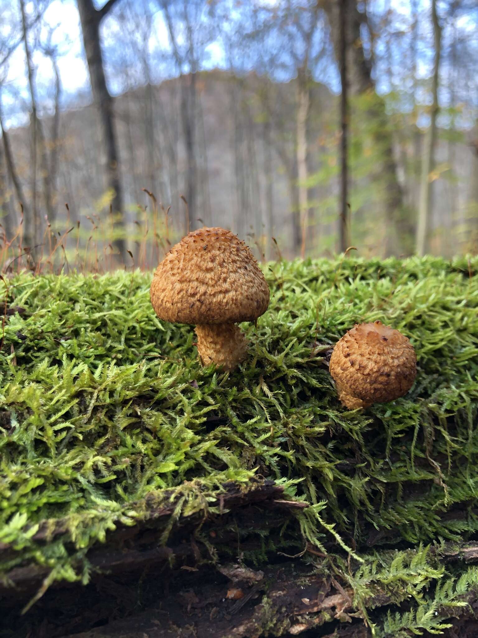 Image of Leucopholiota