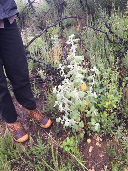 Image of Fremon's bushmallow