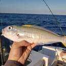 Image of Blackline Tilefish