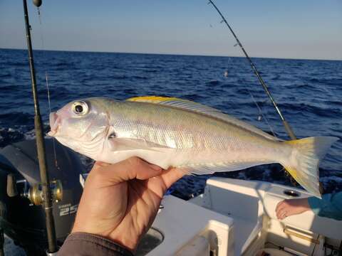 صورة Caulolatilus cyanops Poey 1866