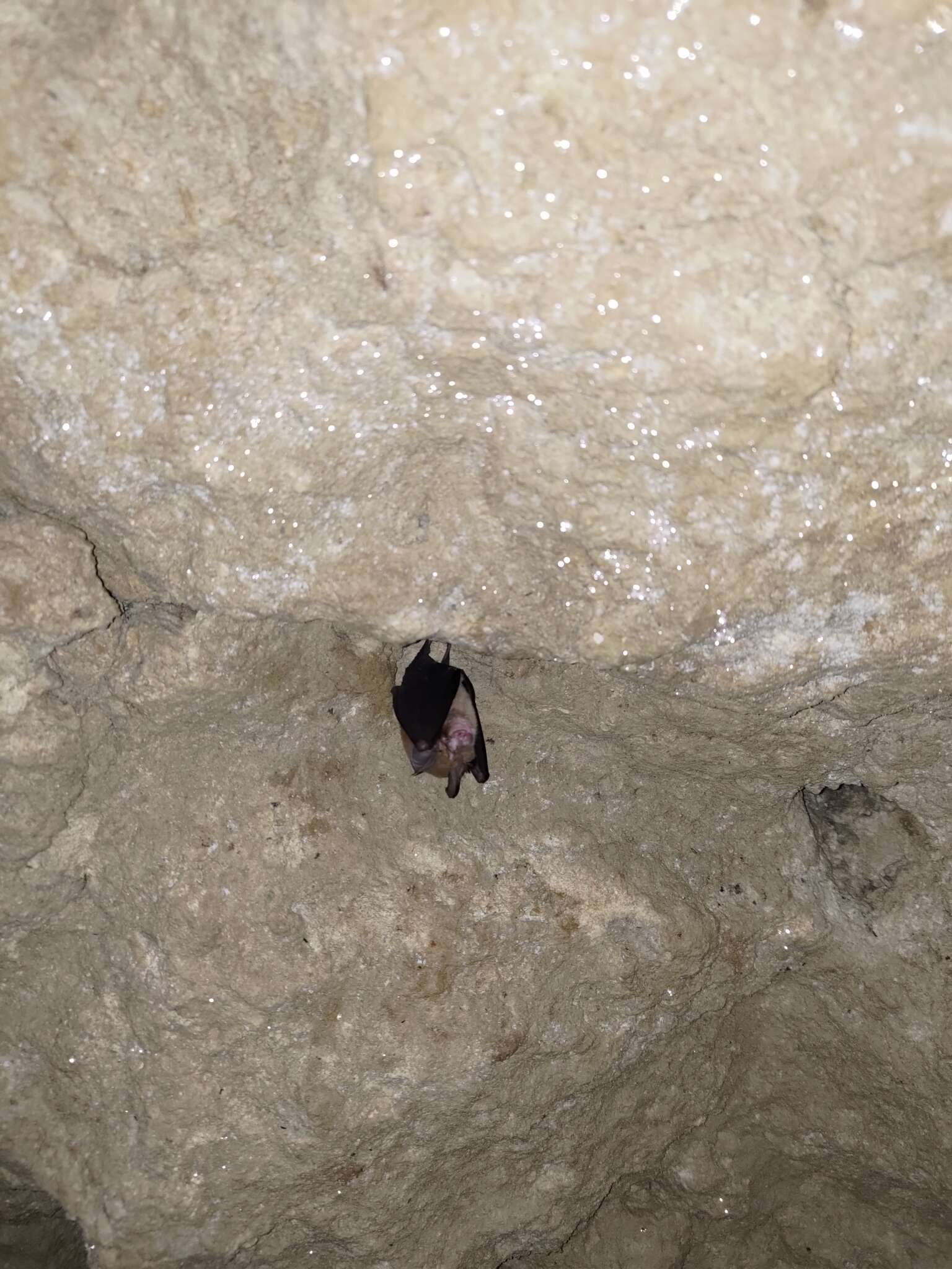 Image of Formosan Lesser Horseshoe Bat