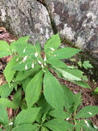 Image of Whorled Nodding-Aster