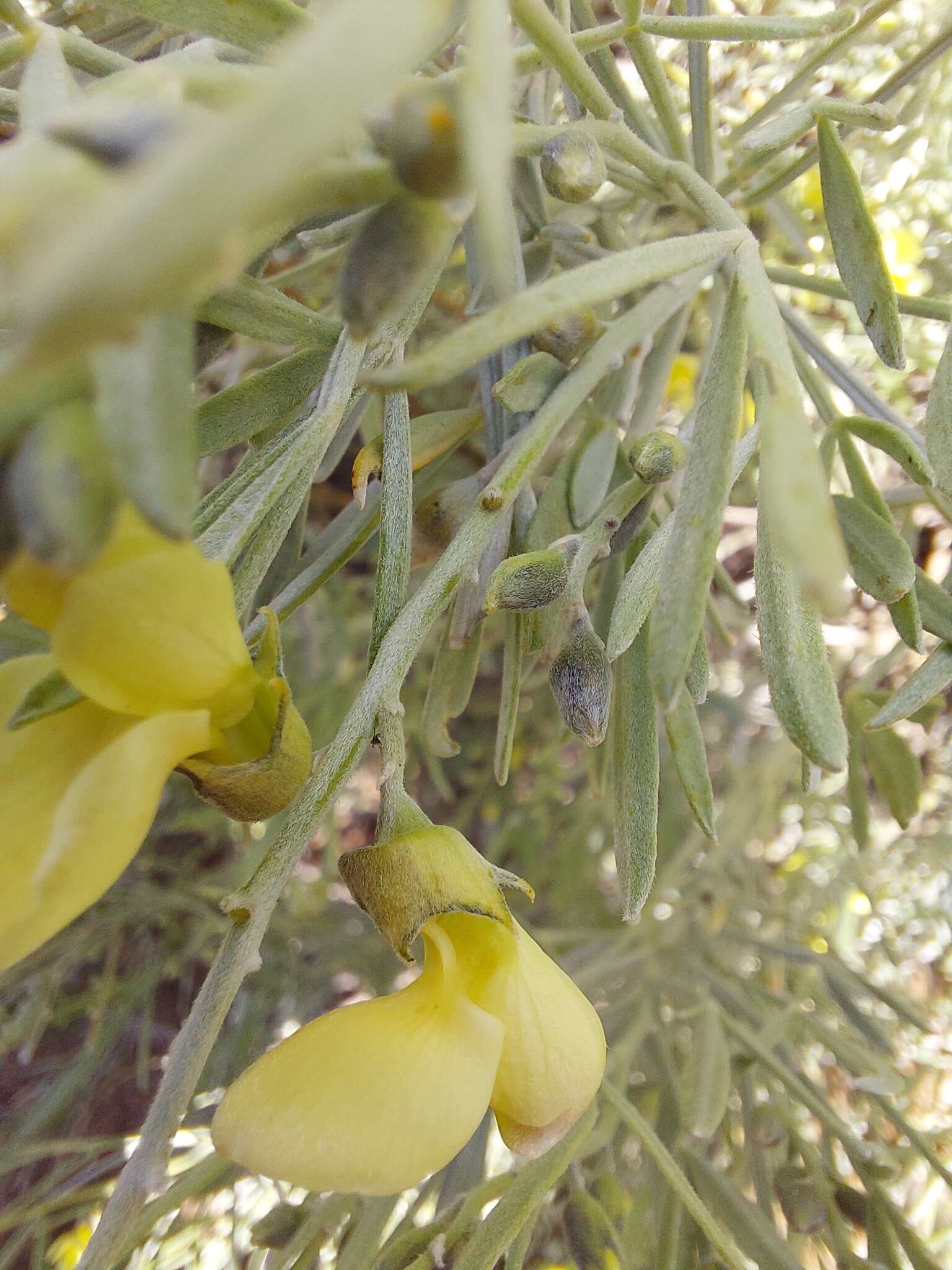 Слика од <i>Calobota sericea</i>