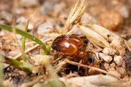 Image of Pheidole spadonia Wheeler 1915