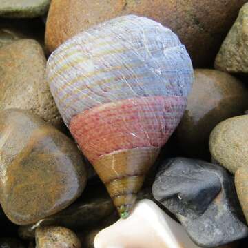 Image of opal jewel topsnail