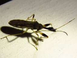 Image of Long-necked Seed Bugs