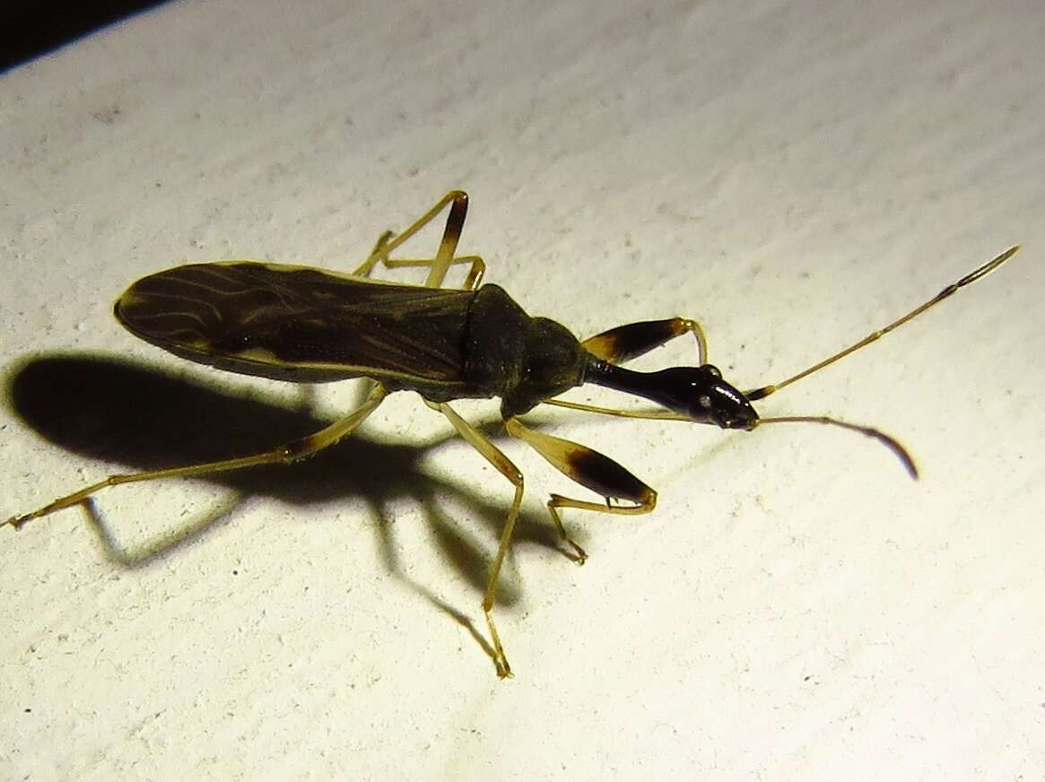 Image of Long-necked Seed Bugs