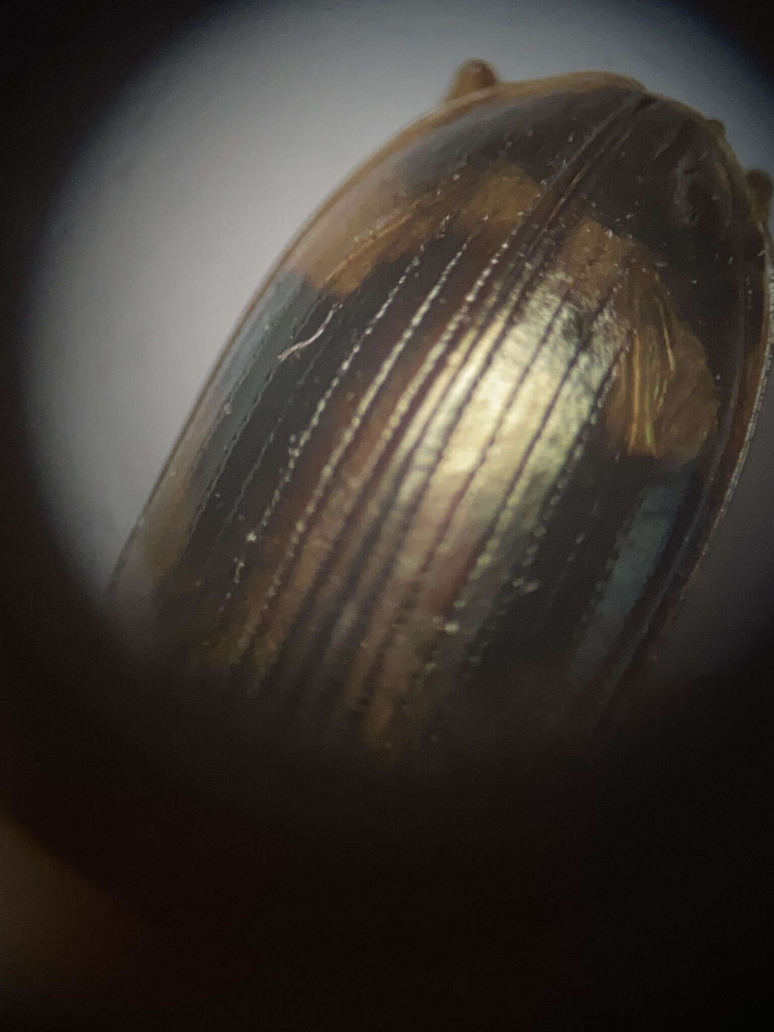 Image of Bembidion corgenoma Maddison 2020