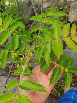 Image of Garuga floribunda Decne.