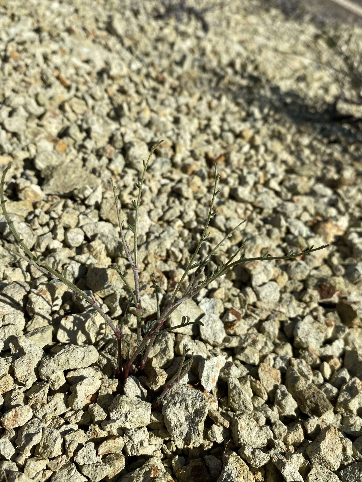 Imagem de Astragalus cusickii var. sterilis (Barneby) R. C. Barneby