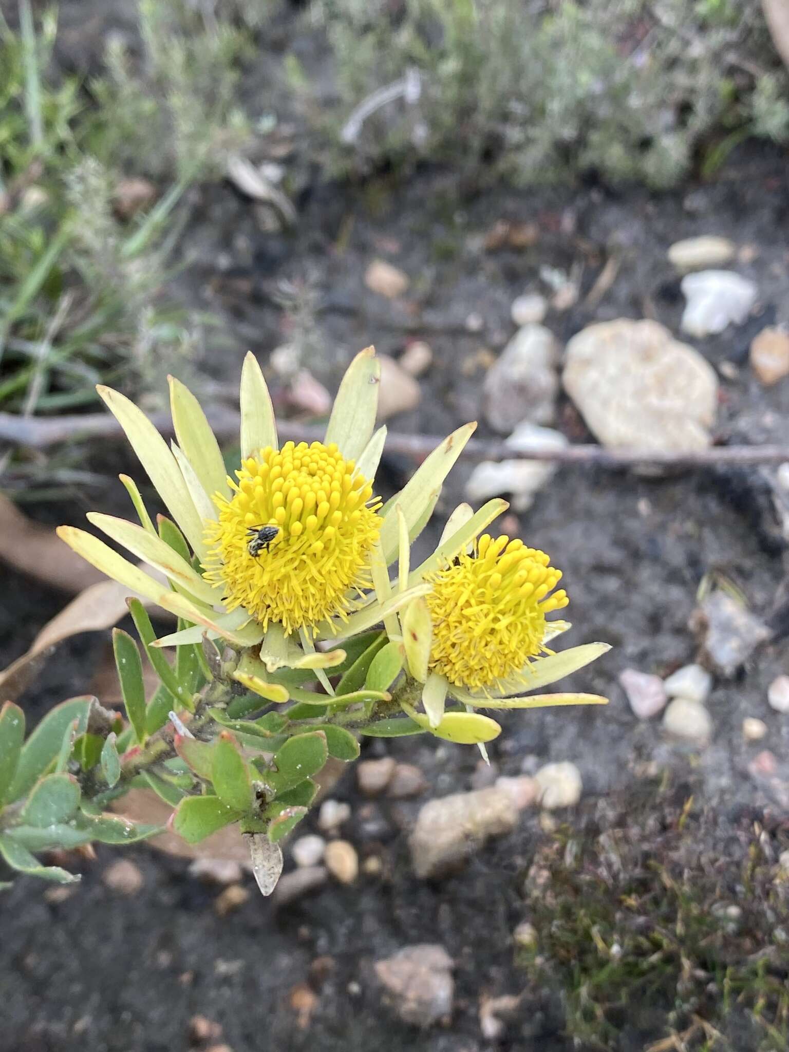 Image of Leucadendron modestum I. Williams