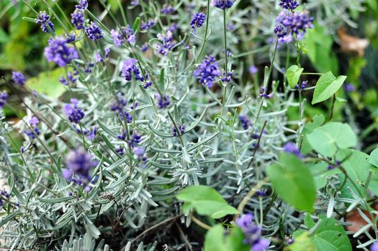 Image of English Lavendar