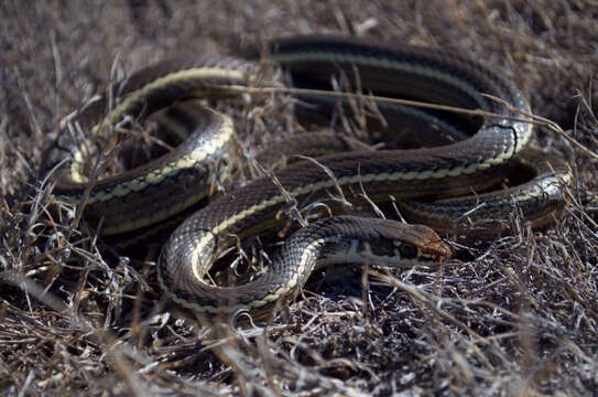 Image of Coluber lateralis lateralis (Hallowell 1853)