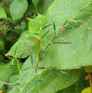 Image of Indigofera linifolia (L. fil.) Retz.