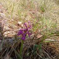 Image of Anacamptis morio subsp. morio