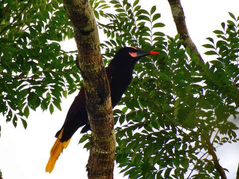 Image of Baudo Oropendola