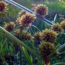 صورة Cyperus rigens J. Presl & C. Presl