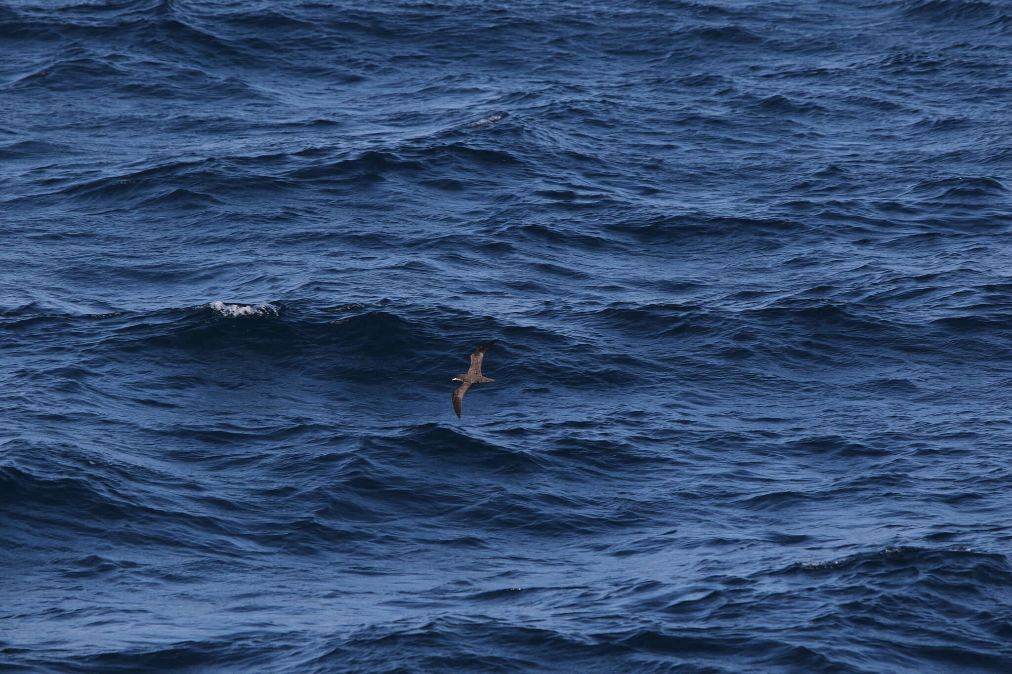 Image of Flesh-footed Shearwater