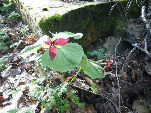 Image of red trillium