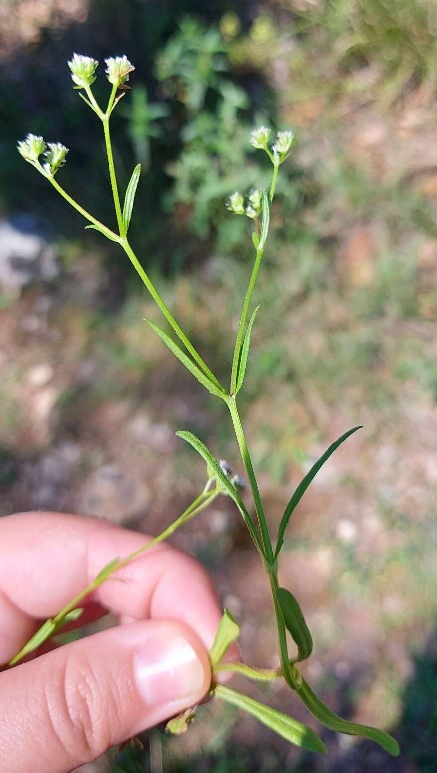 Imagem de Valerianella dentata (L.) Pollich