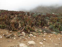 Image of Pearson's Aloe