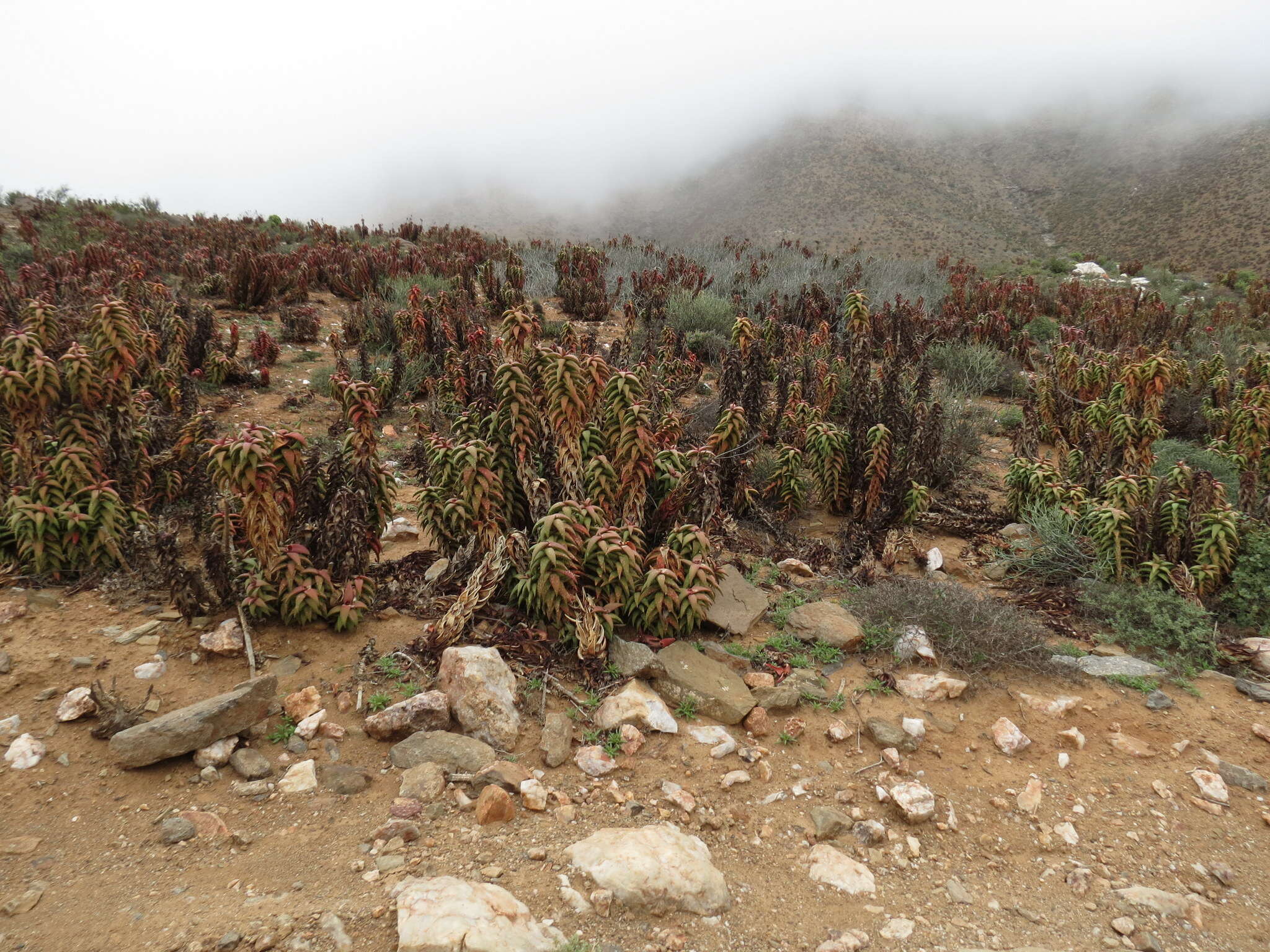 Image of Pearson's Aloe