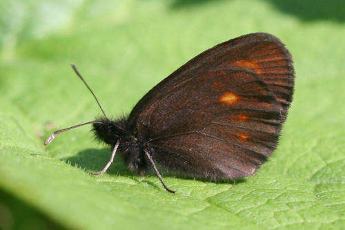 Image of Eriphyle Ringlet