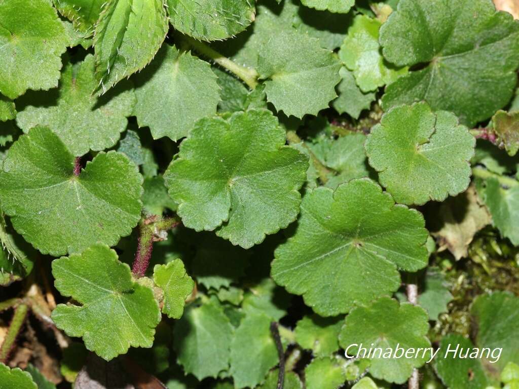 Image of Hydrocotyle setulosa Hayata