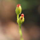 Image of Drosera cayennensis Sagot ex Diels