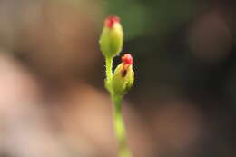 Image de Drosera cayennensis Sagot ex Diels