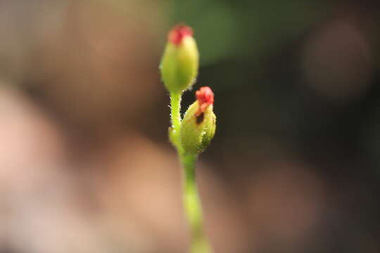 Image de Drosera cayennensis Sagot ex Diels