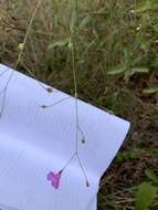 Image of twoline false foxglove