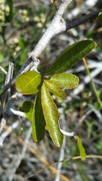 Слика од Sideroxylon reclinatum subsp. reclinatum