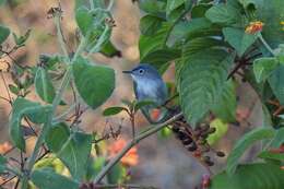 صورة Polioptila caerulea cozumelae Griscom 1926