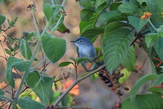 Image of Polioptila caerulea cozumelae Griscom 1926